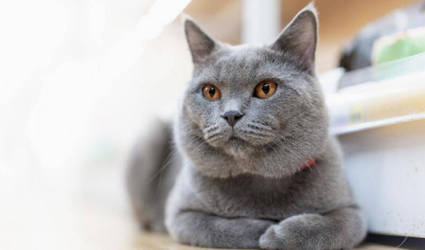 最好养的猫的排行榜