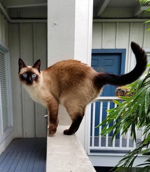 最好养的猫的排行榜