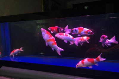 锦鲤养几条最吉利 家养锦鲤养几条最好最旺财