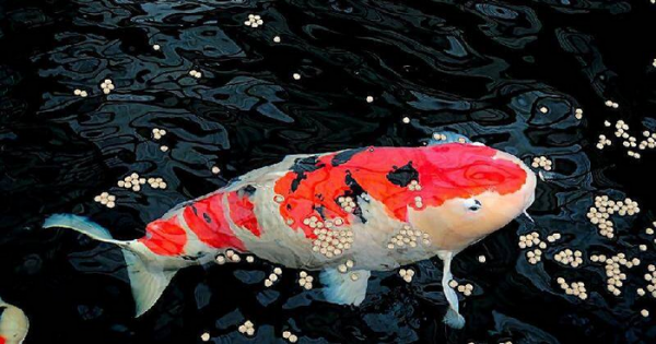 锦鲤养几条最吉利