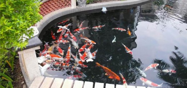 锦鲤养几条最吉利