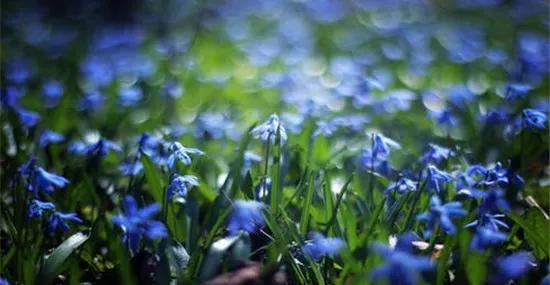 蓝颜知己和红颜知己的区别