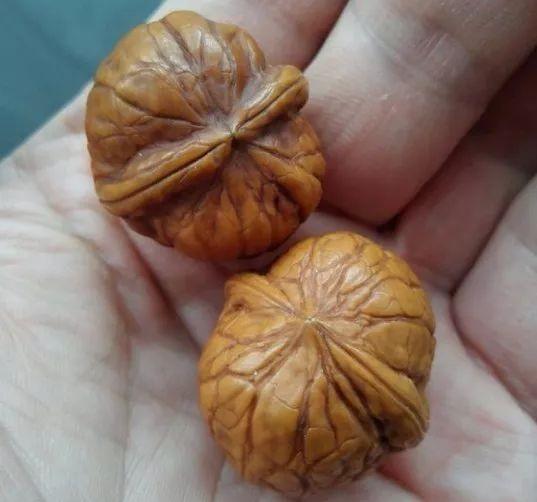 盘了40年的普通核桃值多少钱