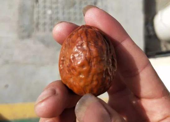 盘了40年的普通核桃值多少钱