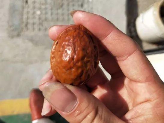 盘了40年的普通核桃值多少钱