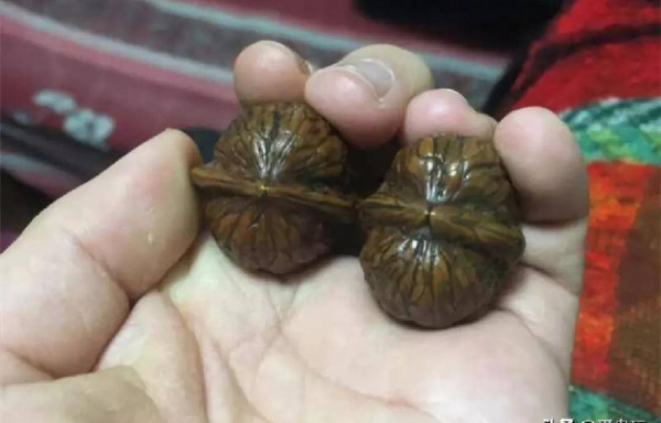 盘了40年的普通核桃值多少钱