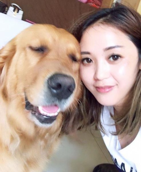 金毛犬最怕什么东西