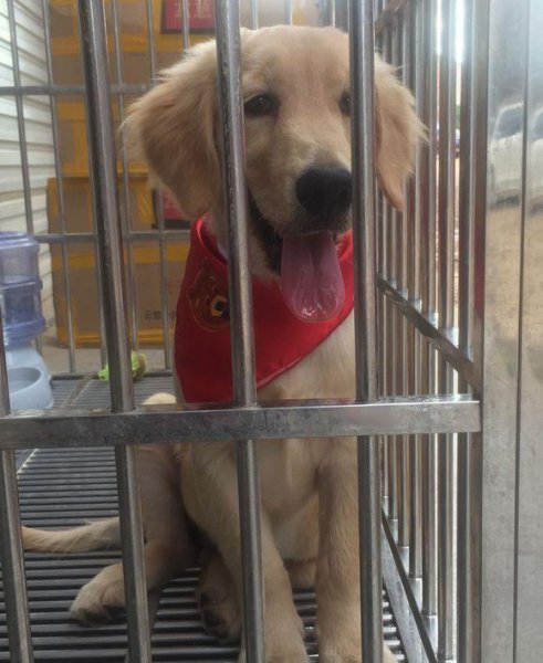 金毛犬最怕什么东西