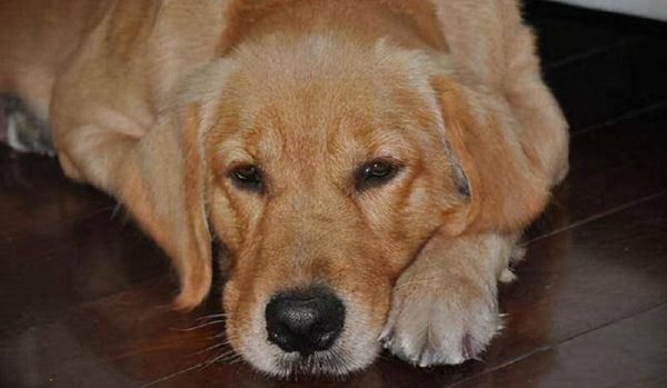 金毛犬最怕什么东西