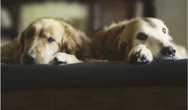 金毛犬最怕什么东西