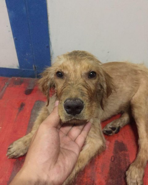 金毛犬最怕什么东西