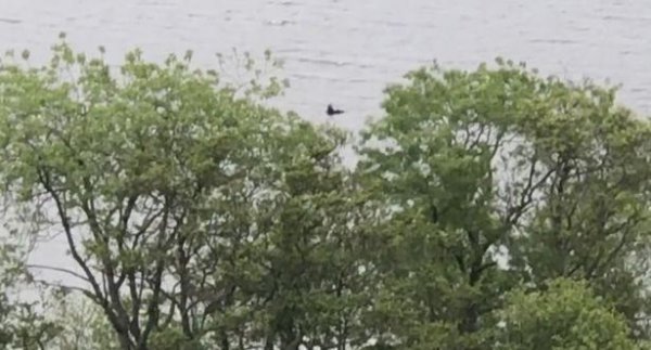 尼斯湖水怪之谜的真相