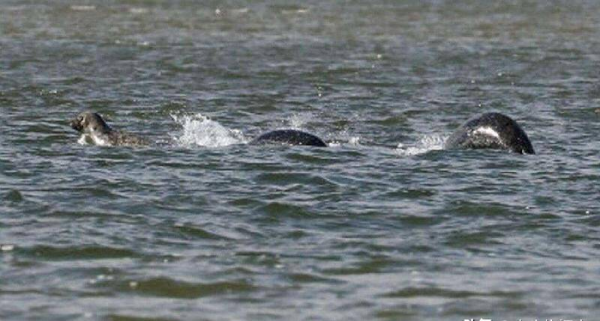 尼斯湖水怪之谜的真相