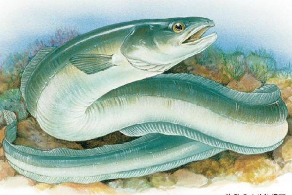 尼斯湖水怪之谜的真相