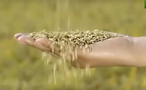 明朝小冰河时期有多冷