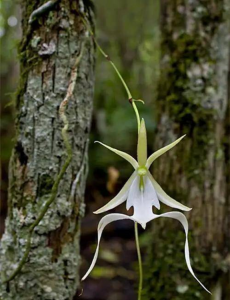 最贵兰花品种及价格 名贵兰花价格及图片