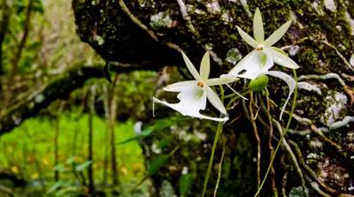 最贵兰花品种及价格