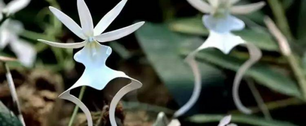 最贵兰花品种及价格