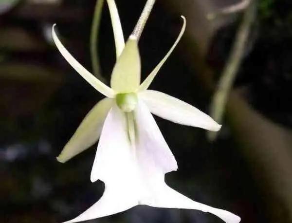 最贵兰花品种及价格