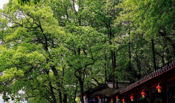 富春山居图画的是哪里