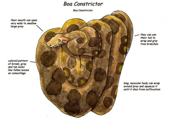 世界上最大的森蚺图片
