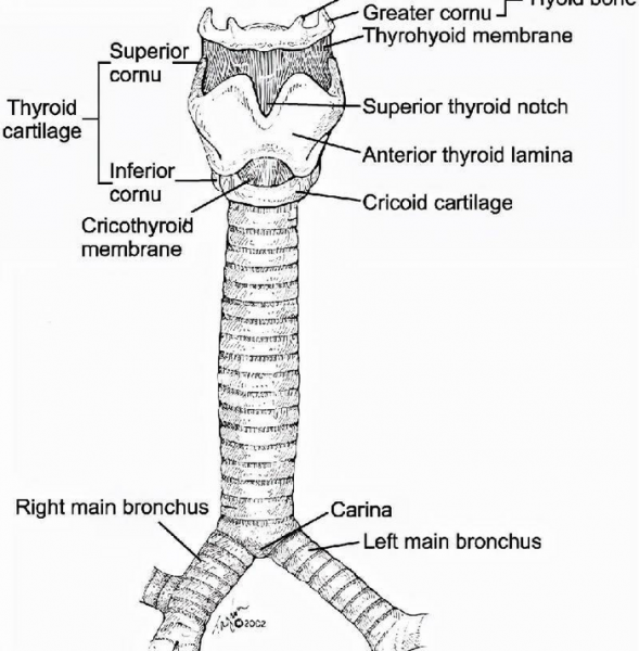 世界上最大的森蚺图片