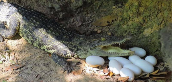 世界上最大的森蚺图片