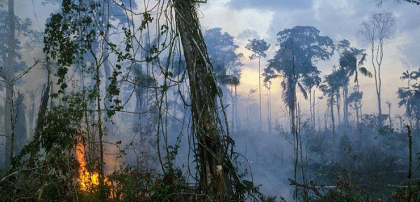 世界上最大的森蚺图片