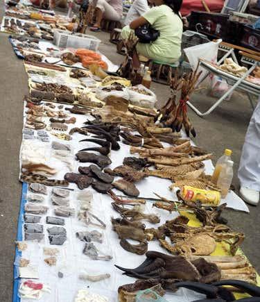 世界上最大的森蚺图片