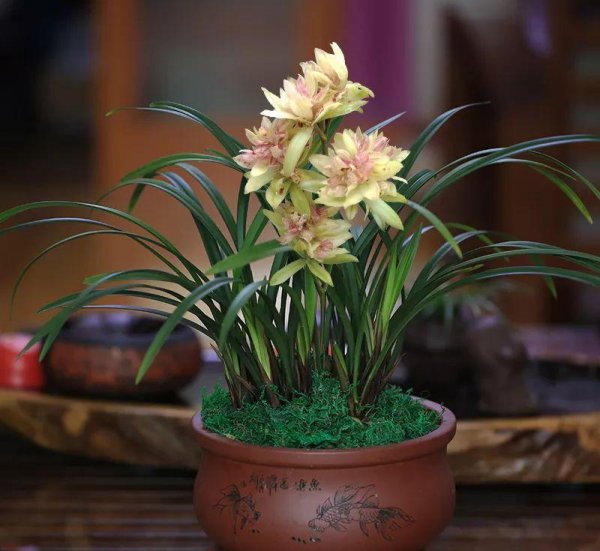 最香的兰花品种排名