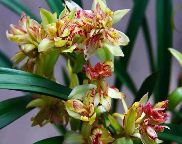 最香的兰花品种排名