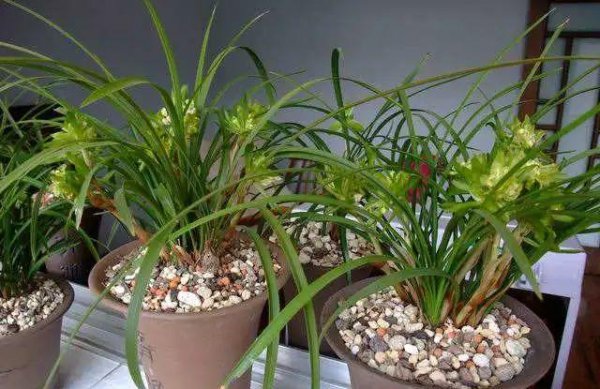 最香的兰花品种排名