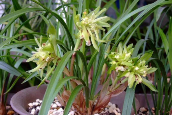 最香的兰花品种排名