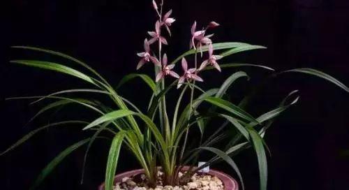 最香的兰花品种排名