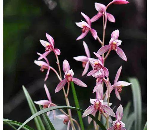 最香的兰花品种排名