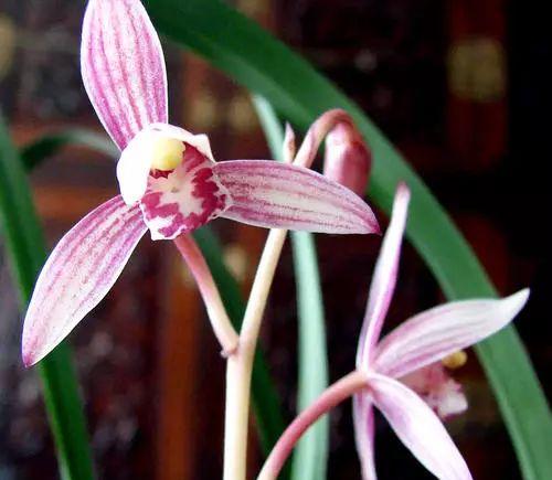 最香的兰花品种排名