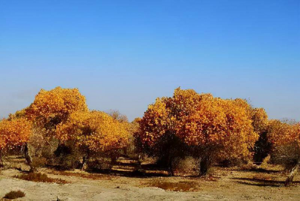 中国最大的沙漠是哪个沙漠