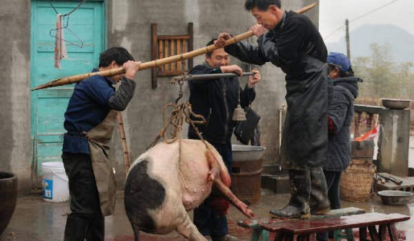 猪的寿命最长多少年