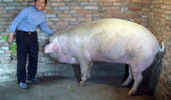 猪的寿命最长多少年