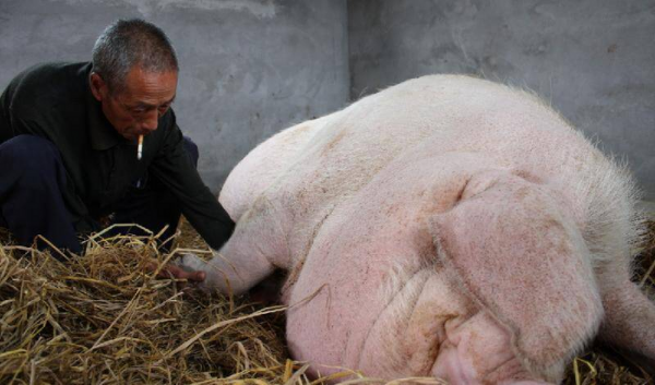 猪的寿命最长多少年