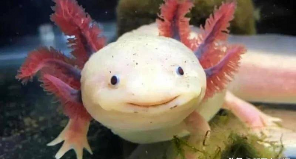 世界上最奇怪的动物