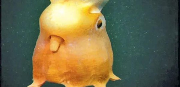 世界上最奇怪的动物