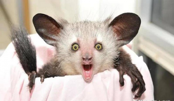 世界上最奇怪的动物