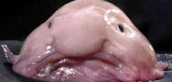 世界上最奇怪的动物