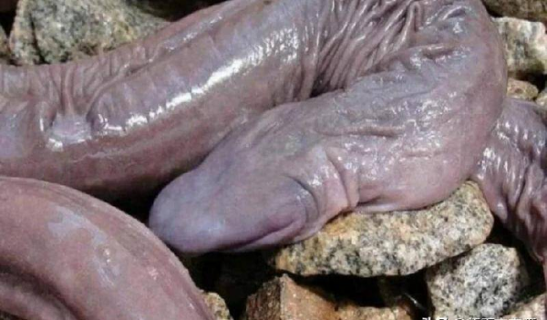 世界上最奇怪的动物