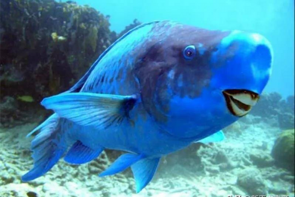 世界上最奇怪的动物