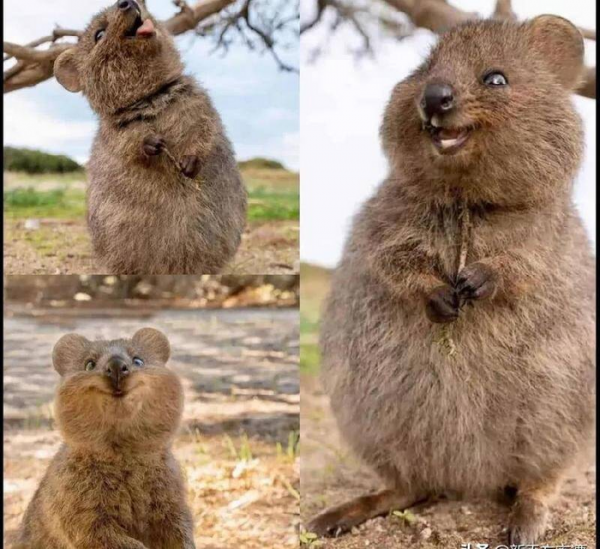 世界上最奇怪的动物