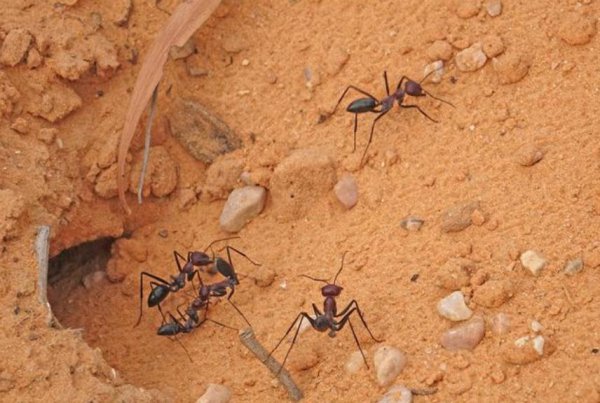 恐龙在地球上生活了多少年