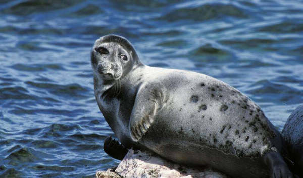 世界上最深的湖是什么湖