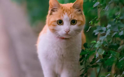 最聪明的猫排名第一 最聪明的宠物猫排行榜